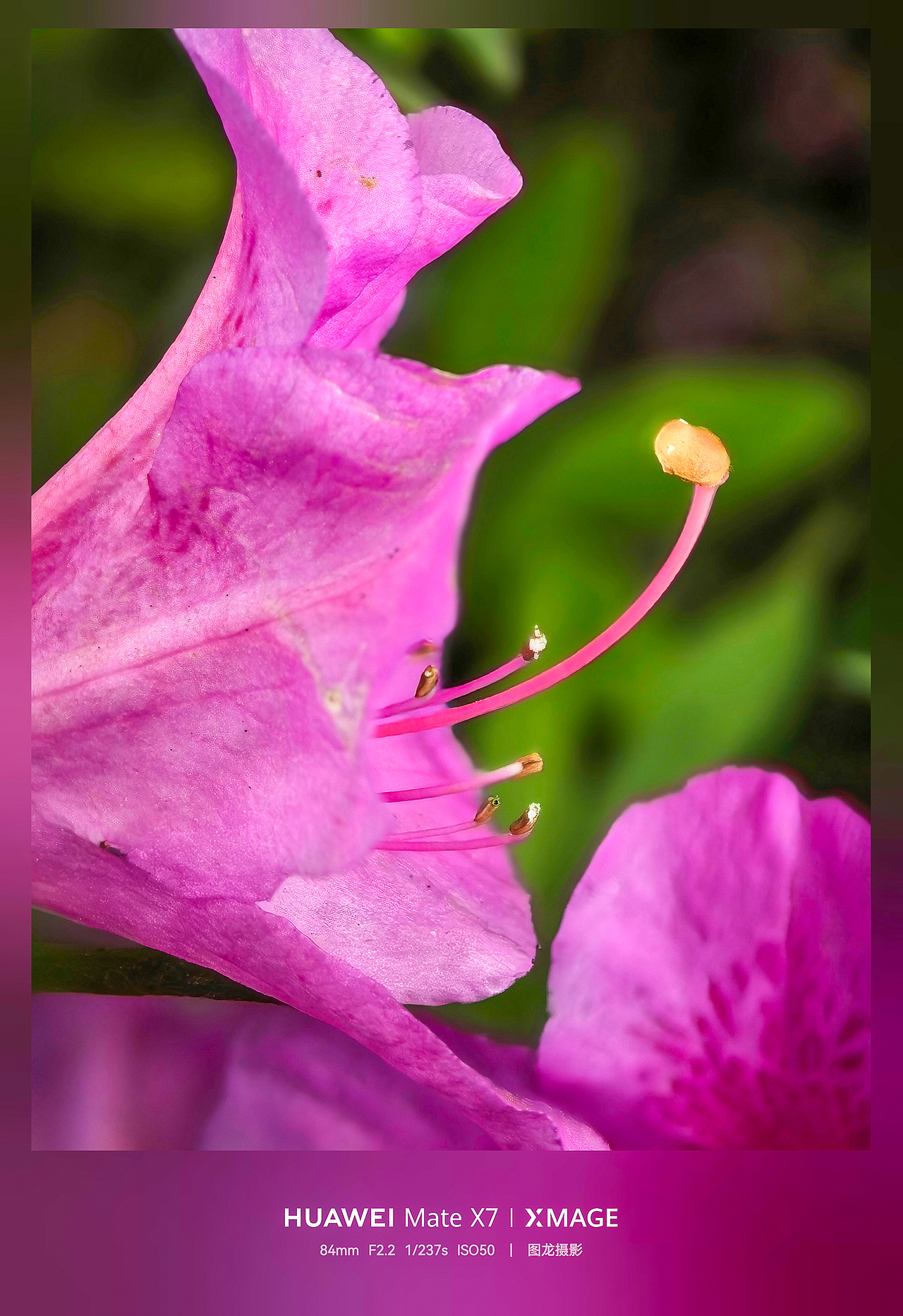 不追景的春日浪漫，低头抬头皆是春的温柔（图ZNDA1NTIyNzA0） - 风光摄影 - 站酷设计师图龙摄影原创素材 - 站酷ZCOOL