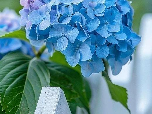 绣球花途：蓝紫渐变里的静谧时光