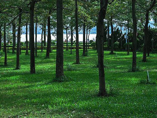 森林来信，绿意漫行