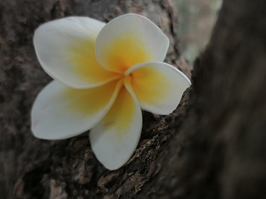 时光褶皱里的花信