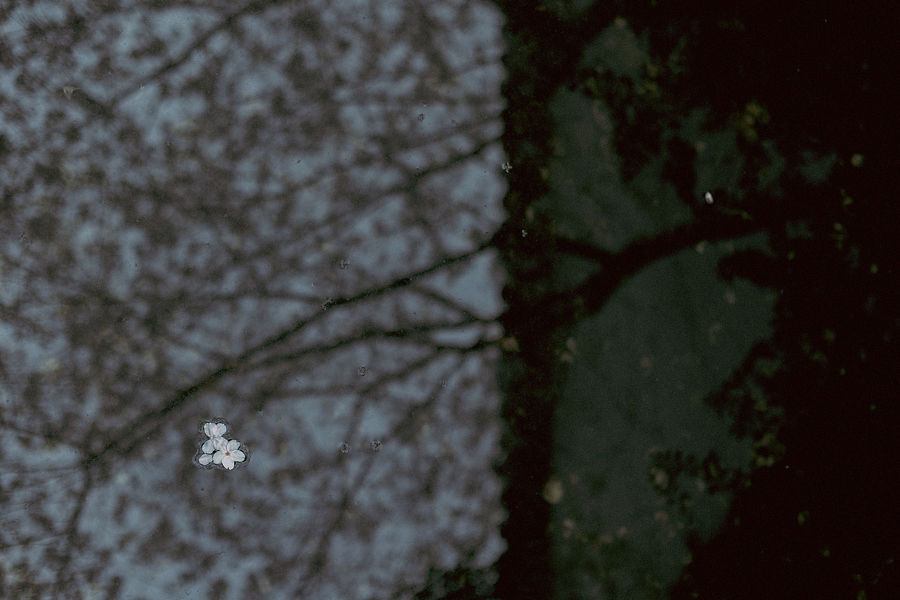 故园白樱（图ZNDA1NTM4NjAw） - 人像摄影 - 站酷设计师若寒Rock原创素材 - 站酷ZCOOL