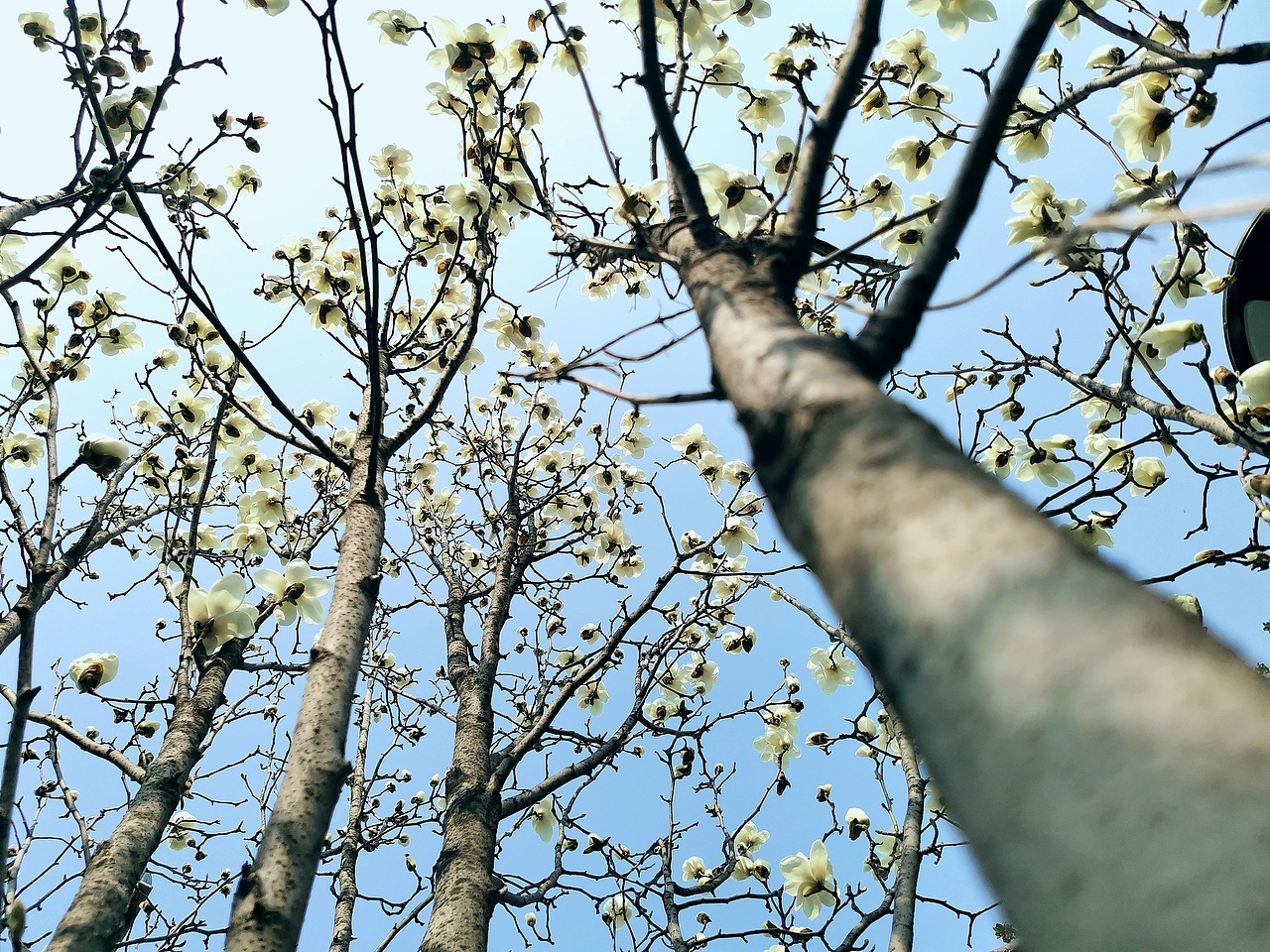 花卉摄影《春》（图ZNDA1NTUyMzgw） - 其他摄影 - 站酷设计师华尔兹蓝火原创素材 - 站酷ZCOOL