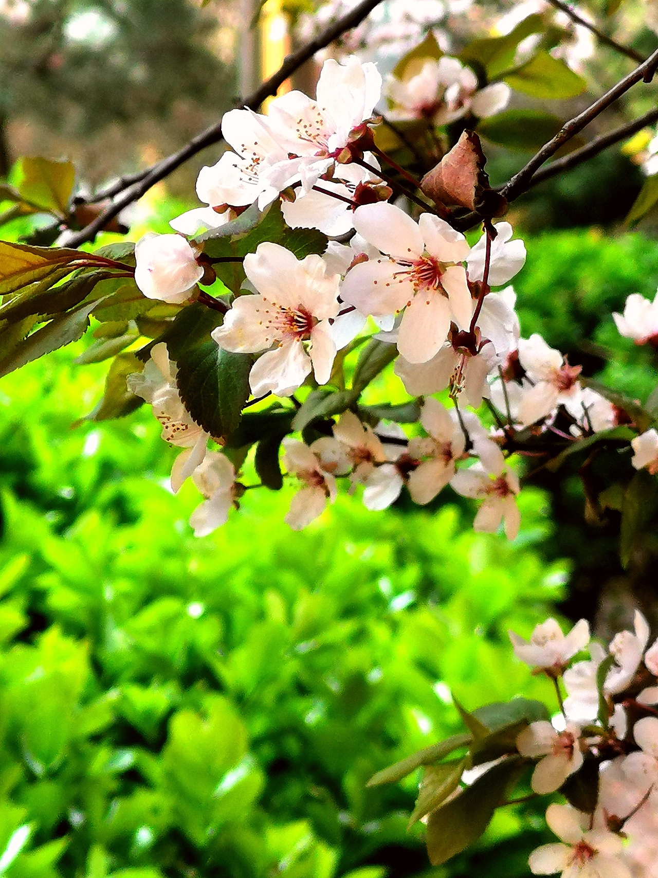 花卉摄影《春》（图ZNDA1NTUyMzky） - 其他摄影 - 站酷设计师华尔兹蓝火原创素材 - 站酷ZCOOL