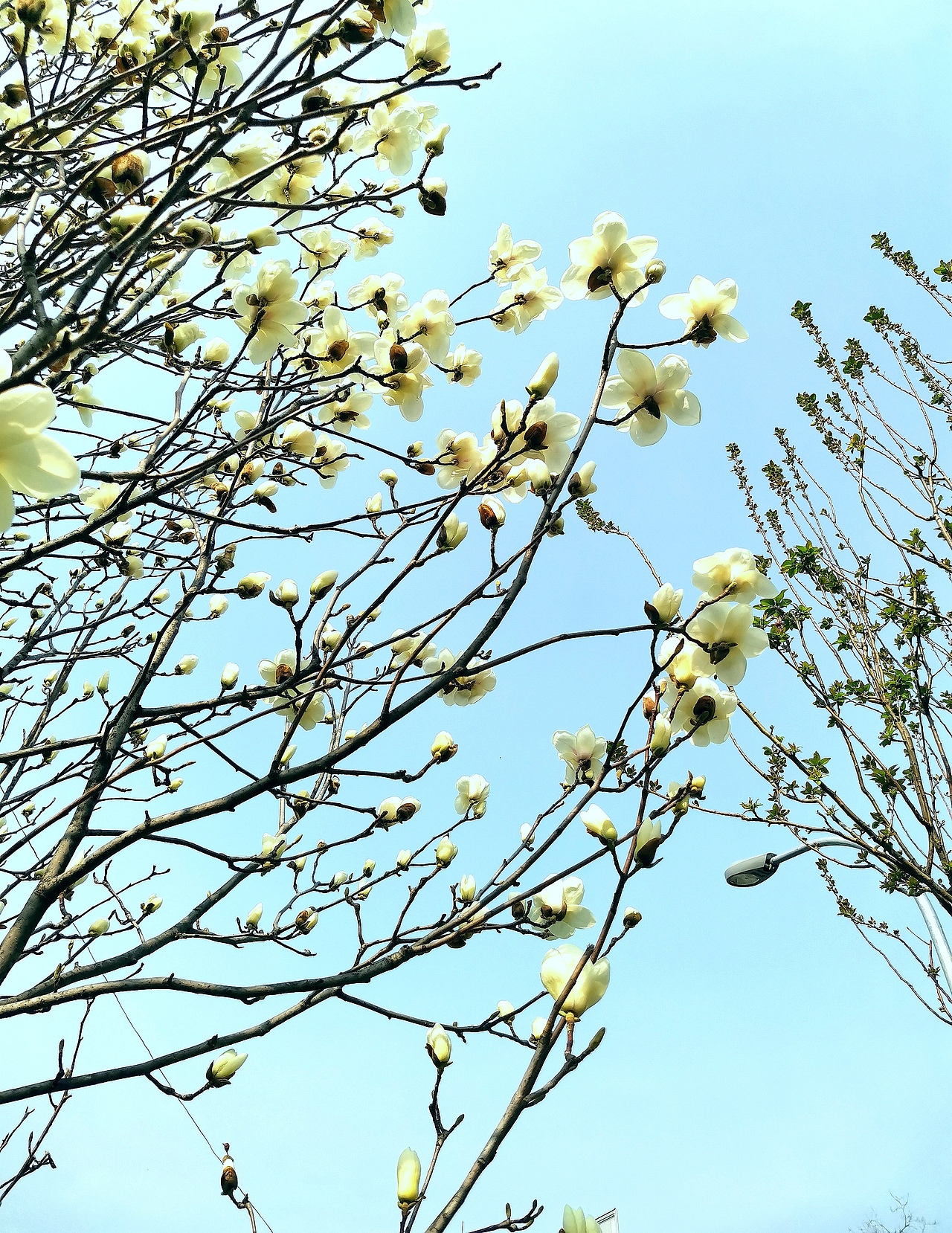 花卉摄影《春》（图ZNDA1NTUyMzc2） - 其他摄影 - 站酷设计师华尔兹蓝火原创素材 - 站酷ZCOOL