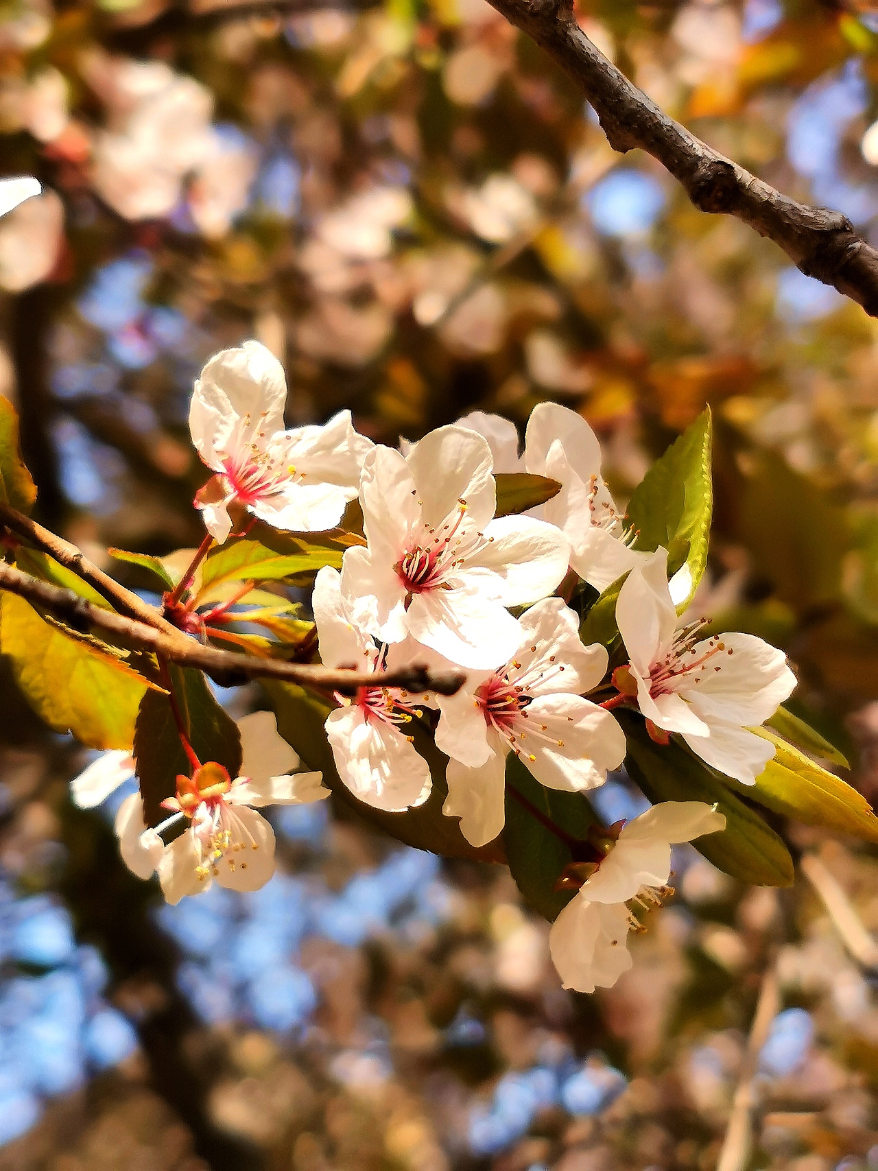 花卉摄影《春》（图ZNDA1NTUyMzk2） - 其他摄影 - 站酷设计师华尔兹蓝火原创素材 - 站酷ZCOOL