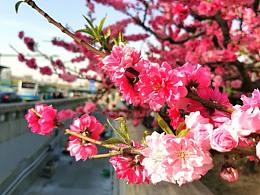 花卉摄影《春》