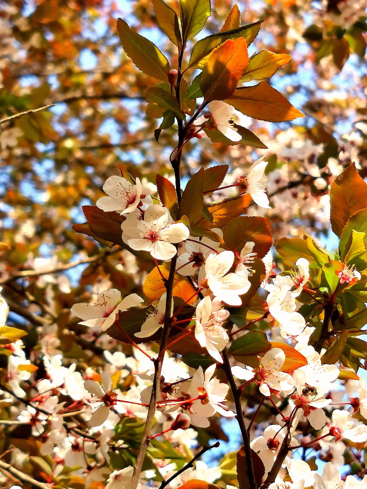 花卉摄影《春》（图ZNDA1NTUyNDEy） - 其他摄影 - 站酷设计师华尔兹蓝火原创素材 - 站酷ZCOOL