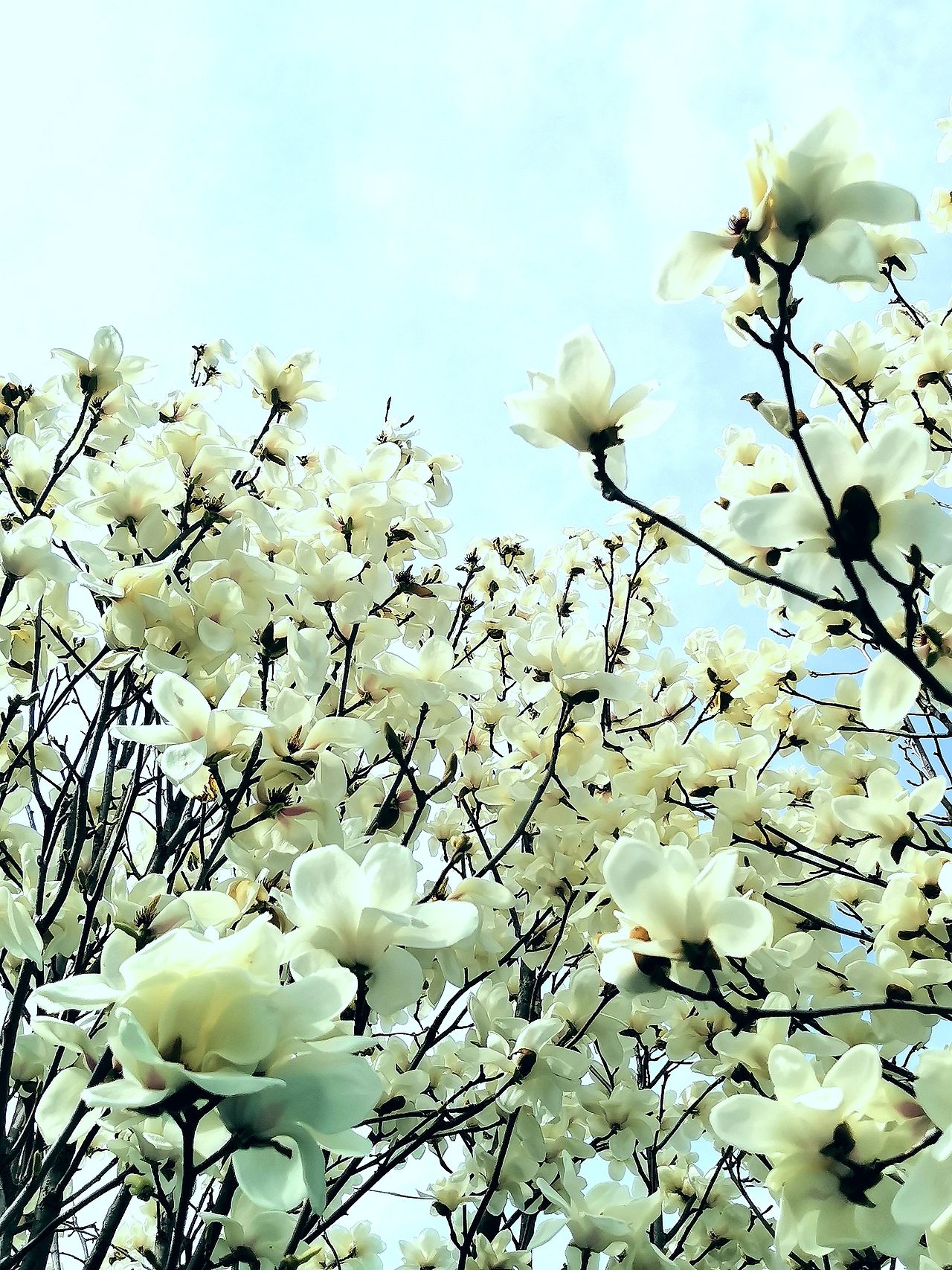 花卉摄影《春》（图ZNDA1NTUyNDI4） - 其他摄影 - 站酷设计师华尔兹蓝火原创素材 - 站酷ZCOOL