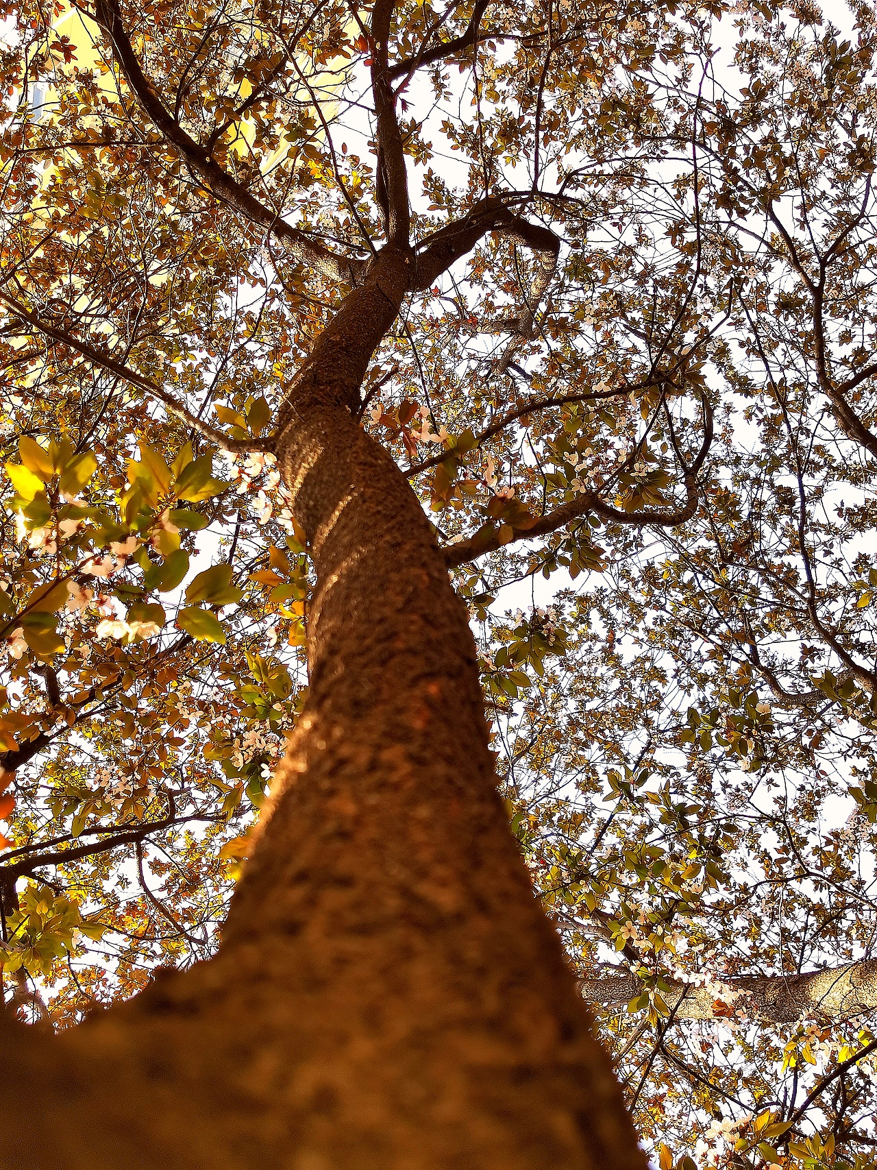 花卉摄影《春》（图ZNDA1NTUyNDA0） - 其他摄影 - 站酷设计师华尔兹蓝火原创素材 - 站酷ZCOOL