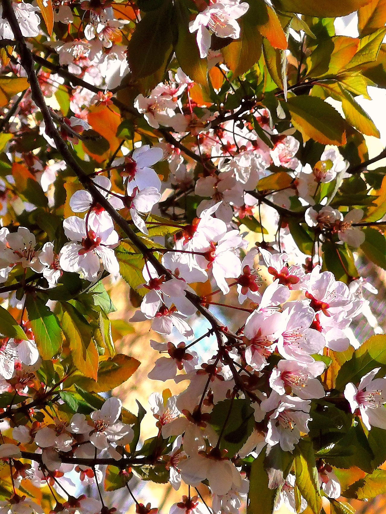 花卉摄影《春》（图ZNDA1NTUyNDA4） - 其他摄影 - 站酷设计师华尔兹蓝火原创素材 - 站酷ZCOOL