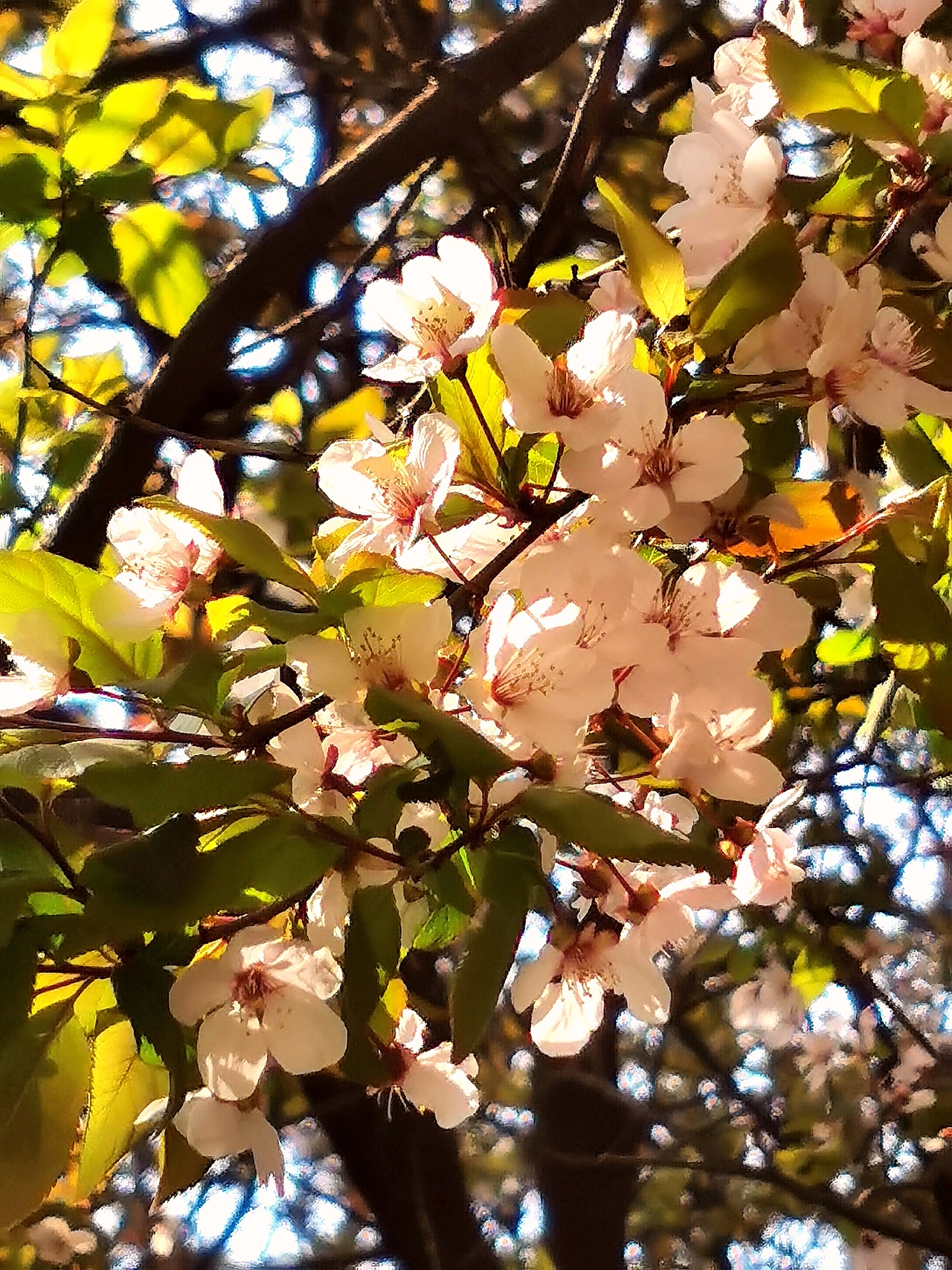 花卉摄影《春》（图ZNDA1NTUyNDE2） - 其他摄影 - 站酷设计师华尔兹蓝火原创素材 - 站酷ZCOOL