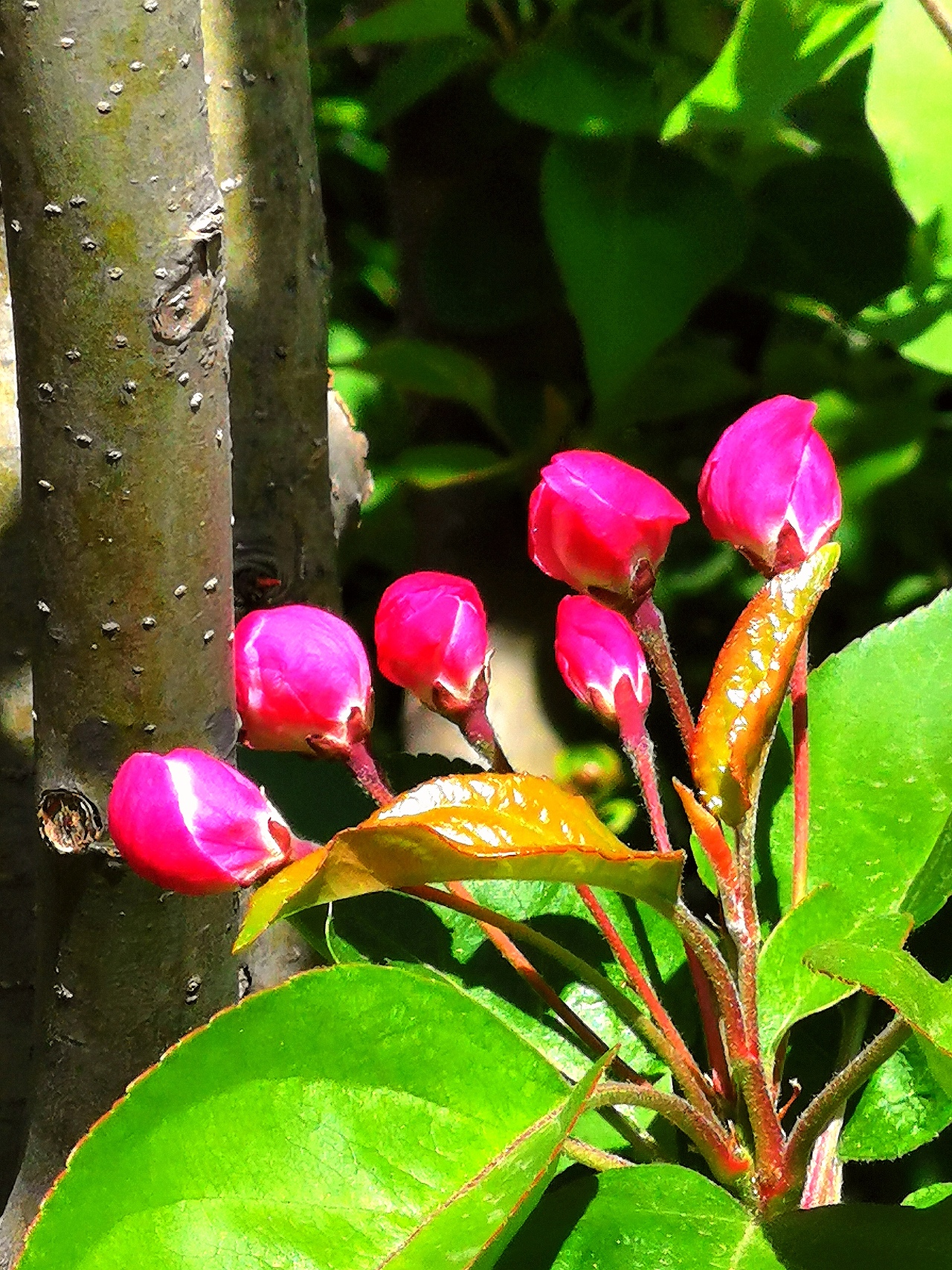 花卉摄影《春》（图ZNDA1NTUyNDM2） - 其他摄影 - 站酷设计师华尔兹蓝火原创素材 - 站酷ZCOOL