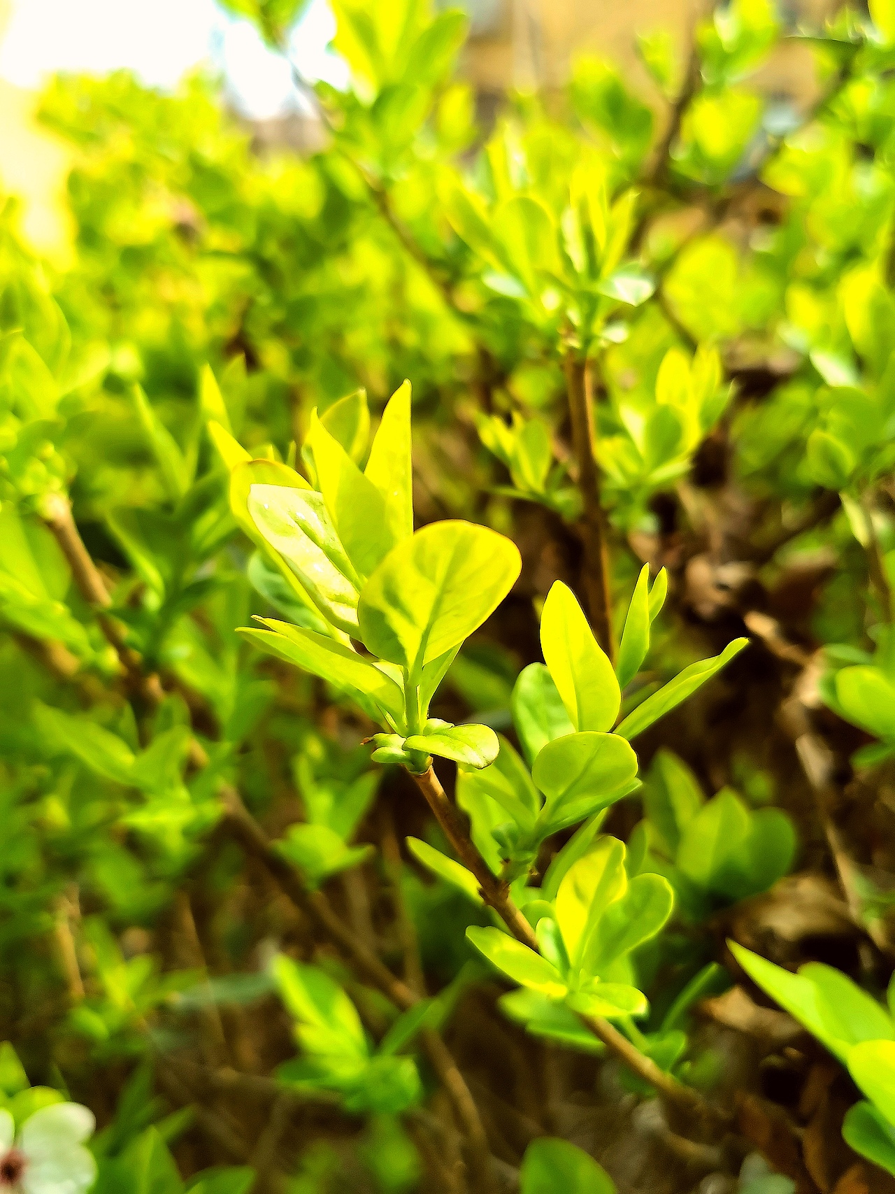 花卉摄影《春》（图ZNDA1NTUyNDIw） - 其他摄影 - 站酷设计师华尔兹蓝火原创素材 - 站酷ZCOOL