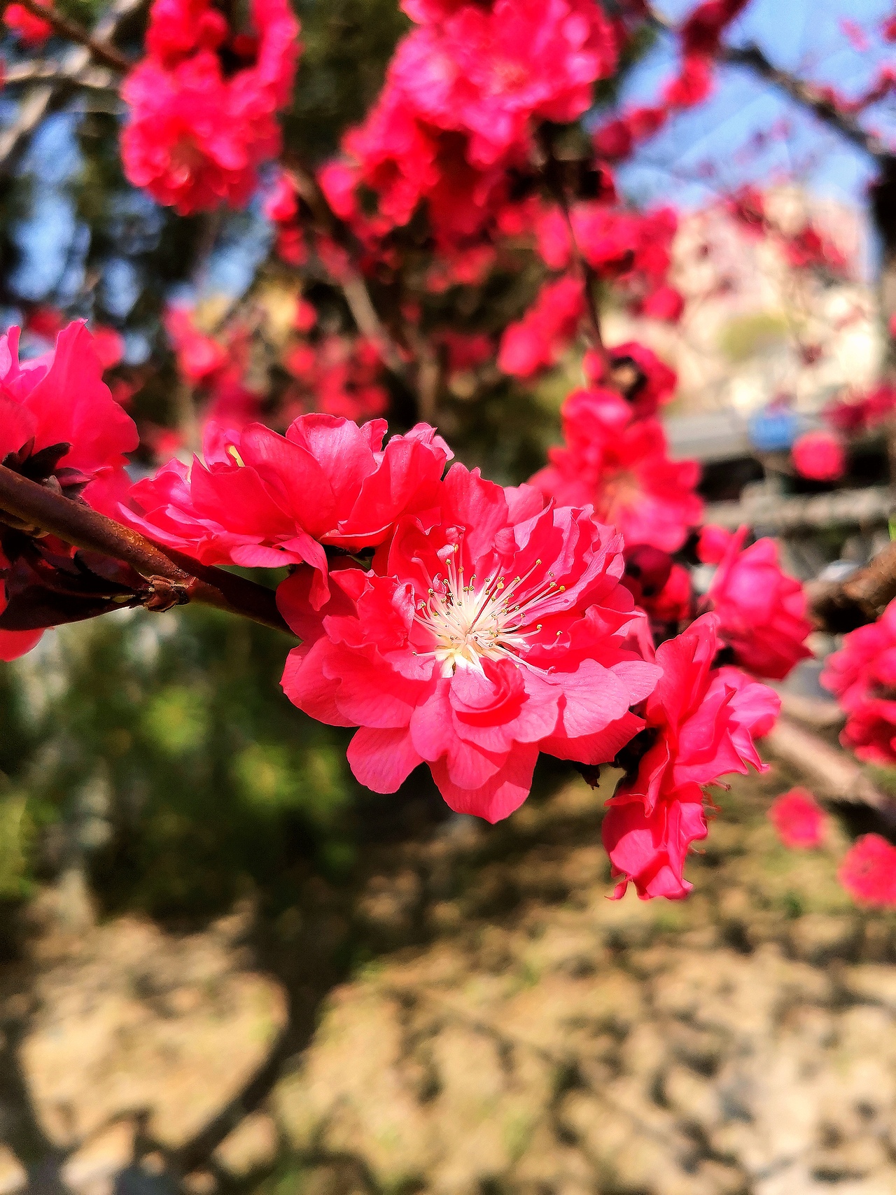 花卉摄影《春》（图ZNDA1NTUyNDYw） - 其他摄影 - 站酷设计师华尔兹蓝火原创素材 - 站酷ZCOOL