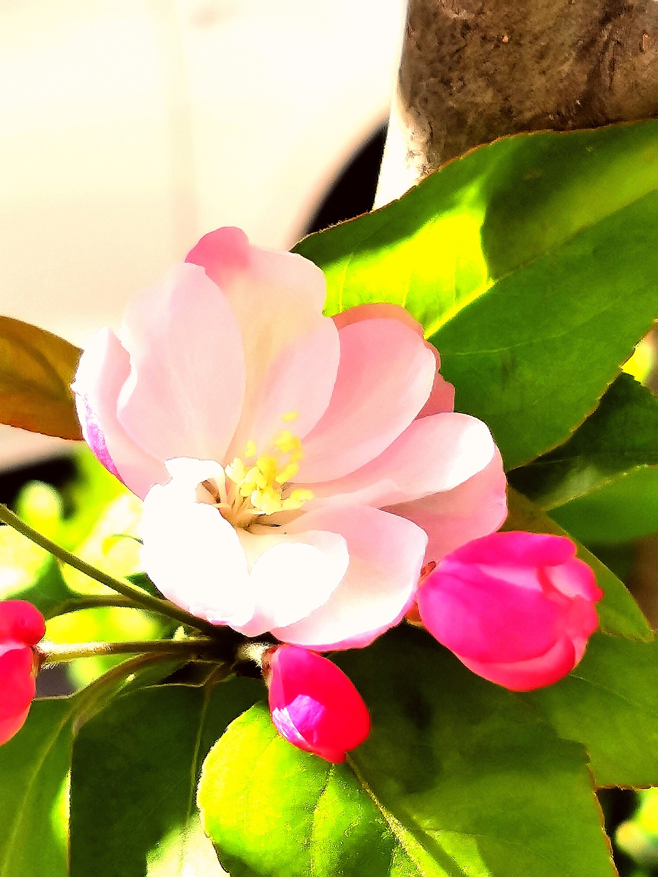 花卉摄影《春》（图ZNDA1NTUyNDQw） - 其他摄影 - 站酷设计师华尔兹蓝火原创素材 - 站酷ZCOOL