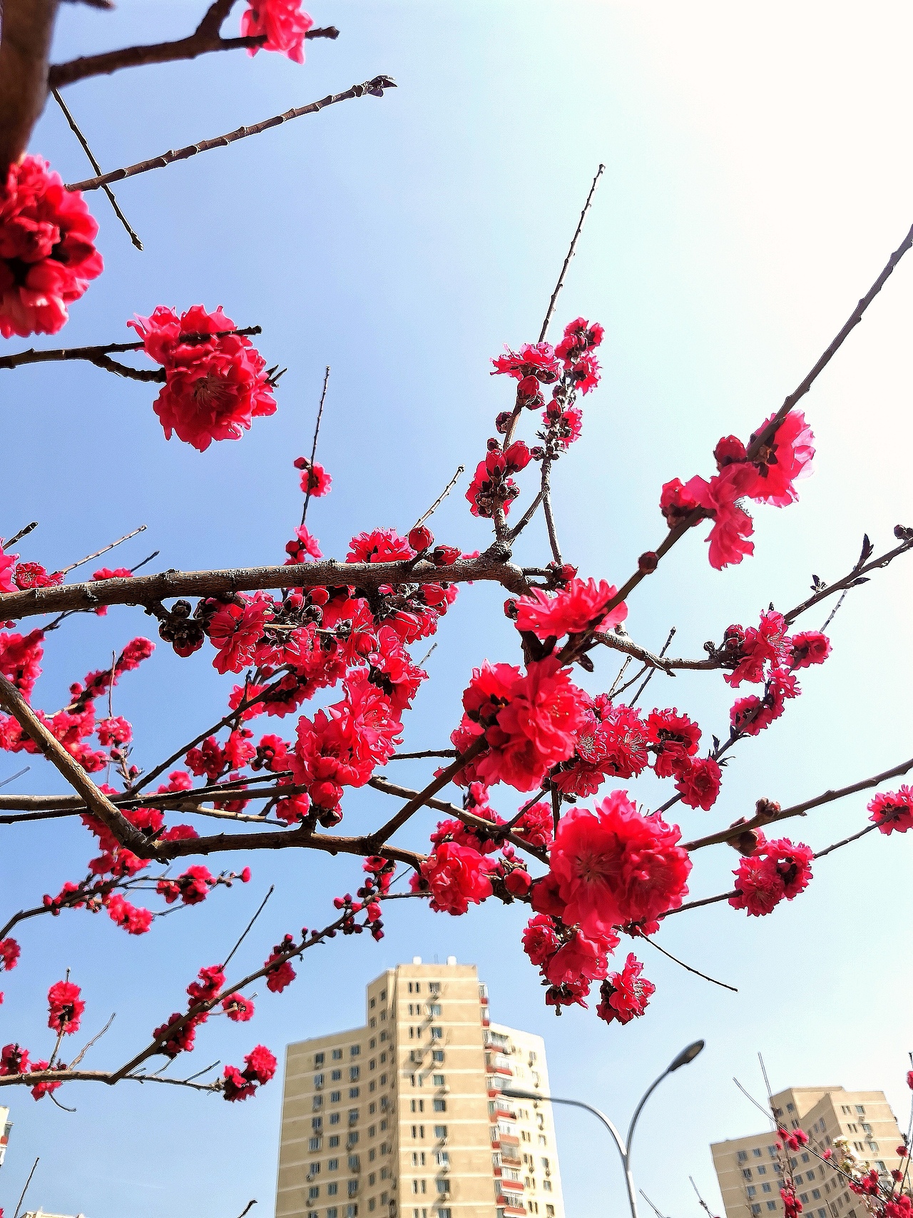 花卉摄影《春》（图ZNDA1NTUyNDUy） - 其他摄影 - 站酷设计师华尔兹蓝火原创素材 - 站酷ZCOOL