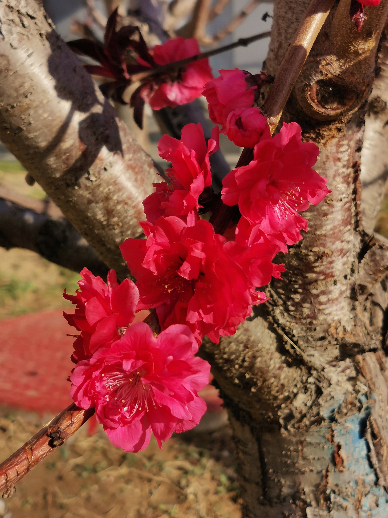 花卉摄影《春》（图ZNDA1NTUyNDY4） - 其他摄影 - 站酷设计师华尔兹蓝火原创素材 - 站酷ZCOOL