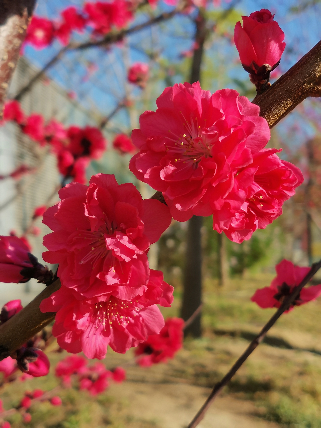 花卉摄影《春》（图ZNDA1NTUyNDcy） - 其他摄影 - 站酷设计师华尔兹蓝火原创素材 - 站酷ZCOOL