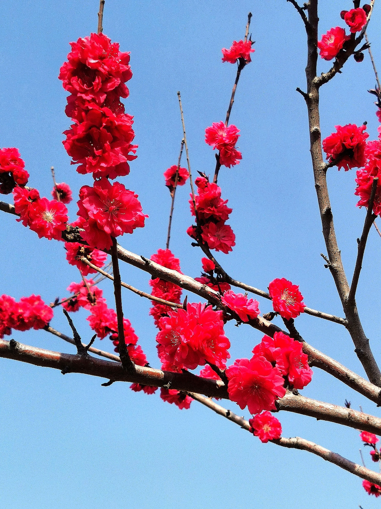 花卉摄影《春》（图ZNDA1NTUyNDQ4） - 其他摄影 - 站酷设计师华尔兹蓝火原创素材 - 站酷ZCOOL