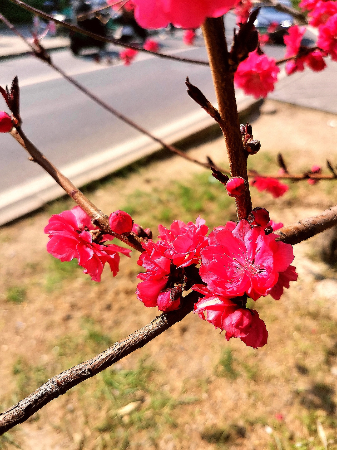 花卉摄影《春》（图ZNDA1NTUyNDU2） - 其他摄影 - 站酷设计师华尔兹蓝火原创素材 - 站酷ZCOOL