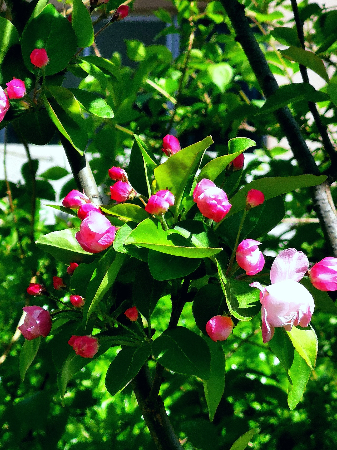 花卉摄影《春》（图ZNDA1NTUyNTA0） - 其他摄影 - 站酷设计师华尔兹蓝火原创素材 - 站酷ZCOOL