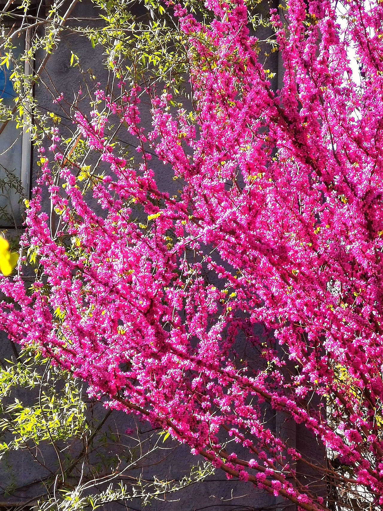 花卉摄影《春》（图ZNDA1NTUyNDg4） - 其他摄影 - 站酷设计师华尔兹蓝火原创素材 - 站酷ZCOOL