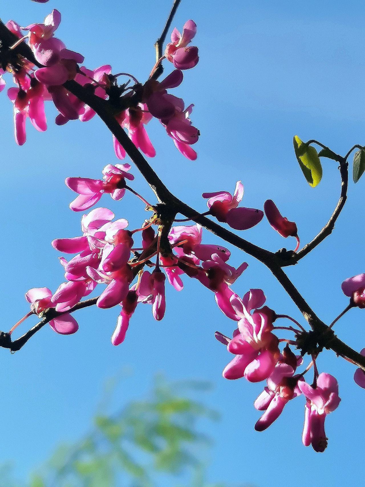 花卉摄影《春》（图ZNDA1NTUyNDg0） - 其他摄影 - 站酷设计师华尔兹蓝火原创素材 - 站酷ZCOOL