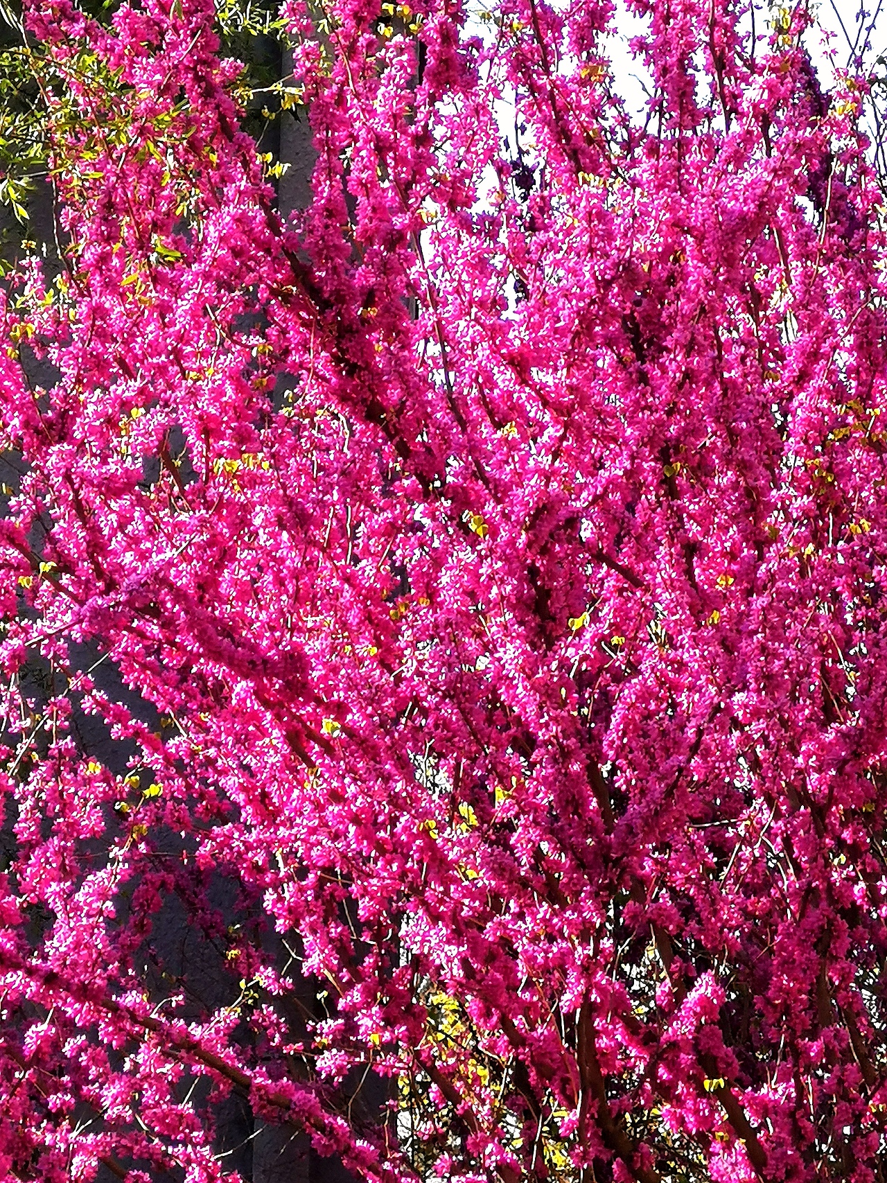 花卉摄影《春》（图ZNDA1NTUyNDk2） - 其他摄影 - 站酷设计师华尔兹蓝火原创素材 - 站酷ZCOOL