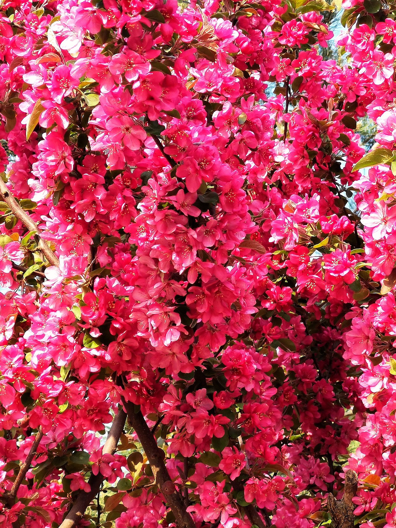 花卉摄影《春》（图ZNDA1NTUyNTI0） - 其他摄影 - 站酷设计师华尔兹蓝火原创素材 - 站酷ZCOOL