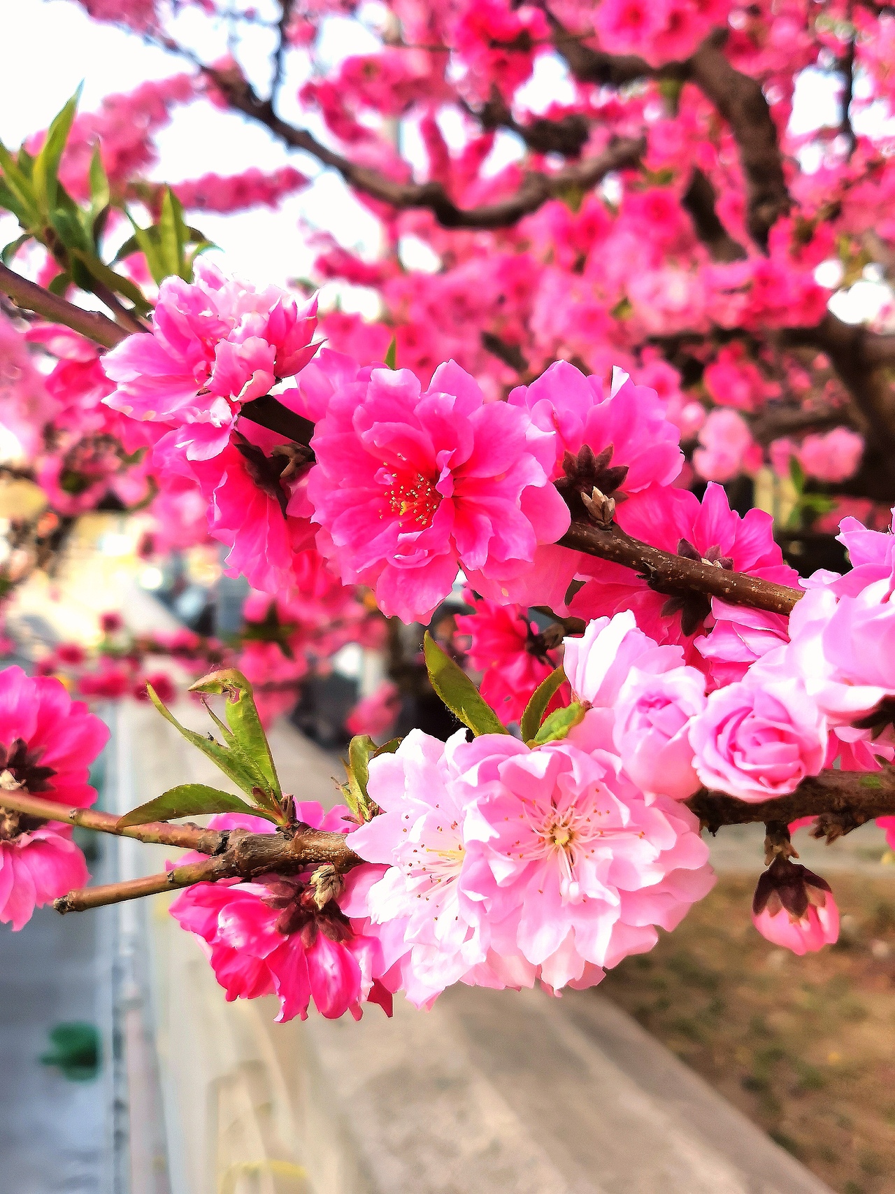 花卉摄影《春》（图ZNDA1NTUyNTQ4） - 其他摄影 - 站酷设计师华尔兹蓝火原创素材 - 站酷ZCOOL