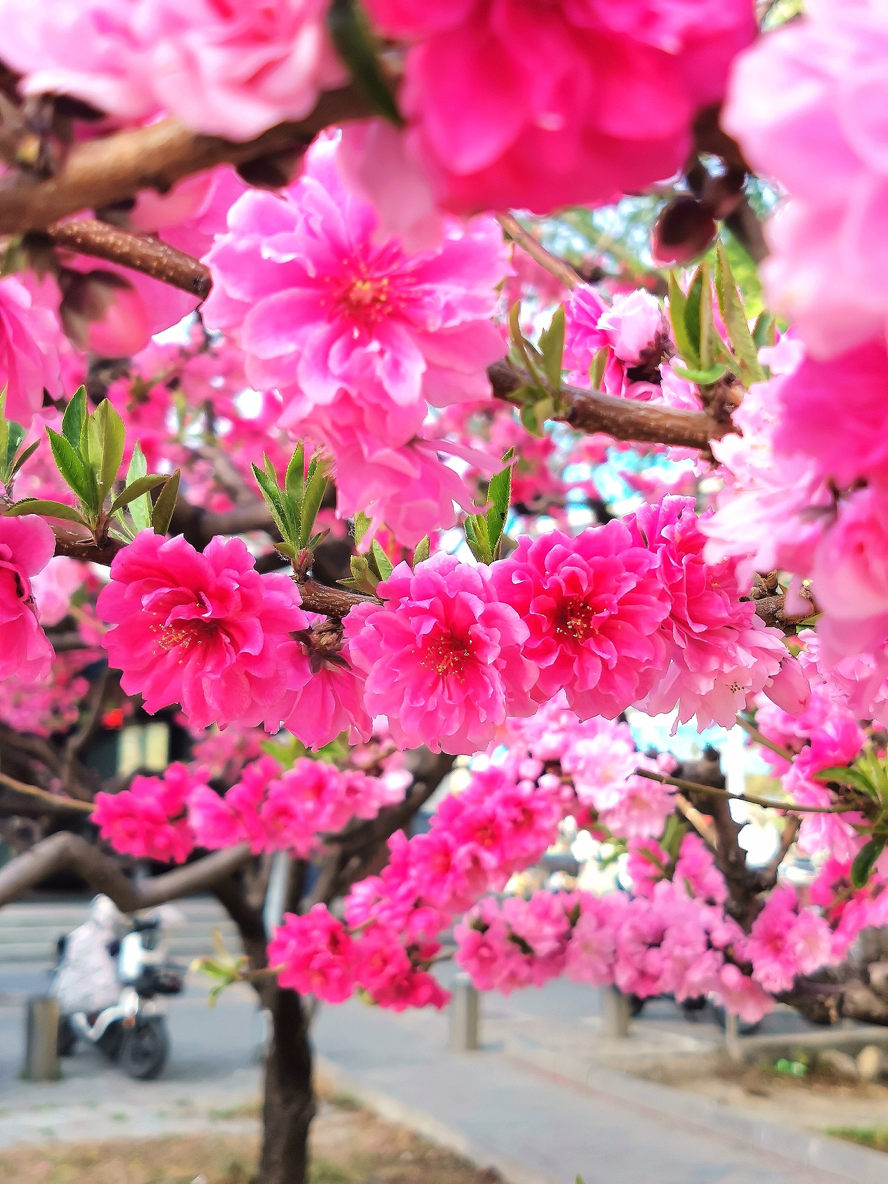 花卉摄影《春》（图ZNDA1NTUyNTQ0） - 其他摄影 - 站酷设计师华尔兹蓝火原创素材 - 站酷ZCOOL