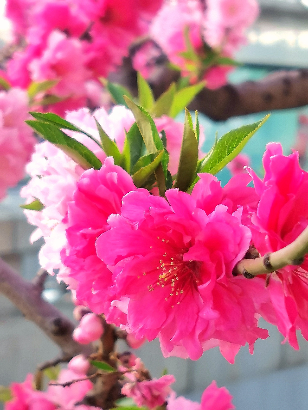 花卉摄影《春》（图ZNDA1NTUyNTQw） - 其他摄影 - 站酷设计师华尔兹蓝火原创素材 - 站酷ZCOOL