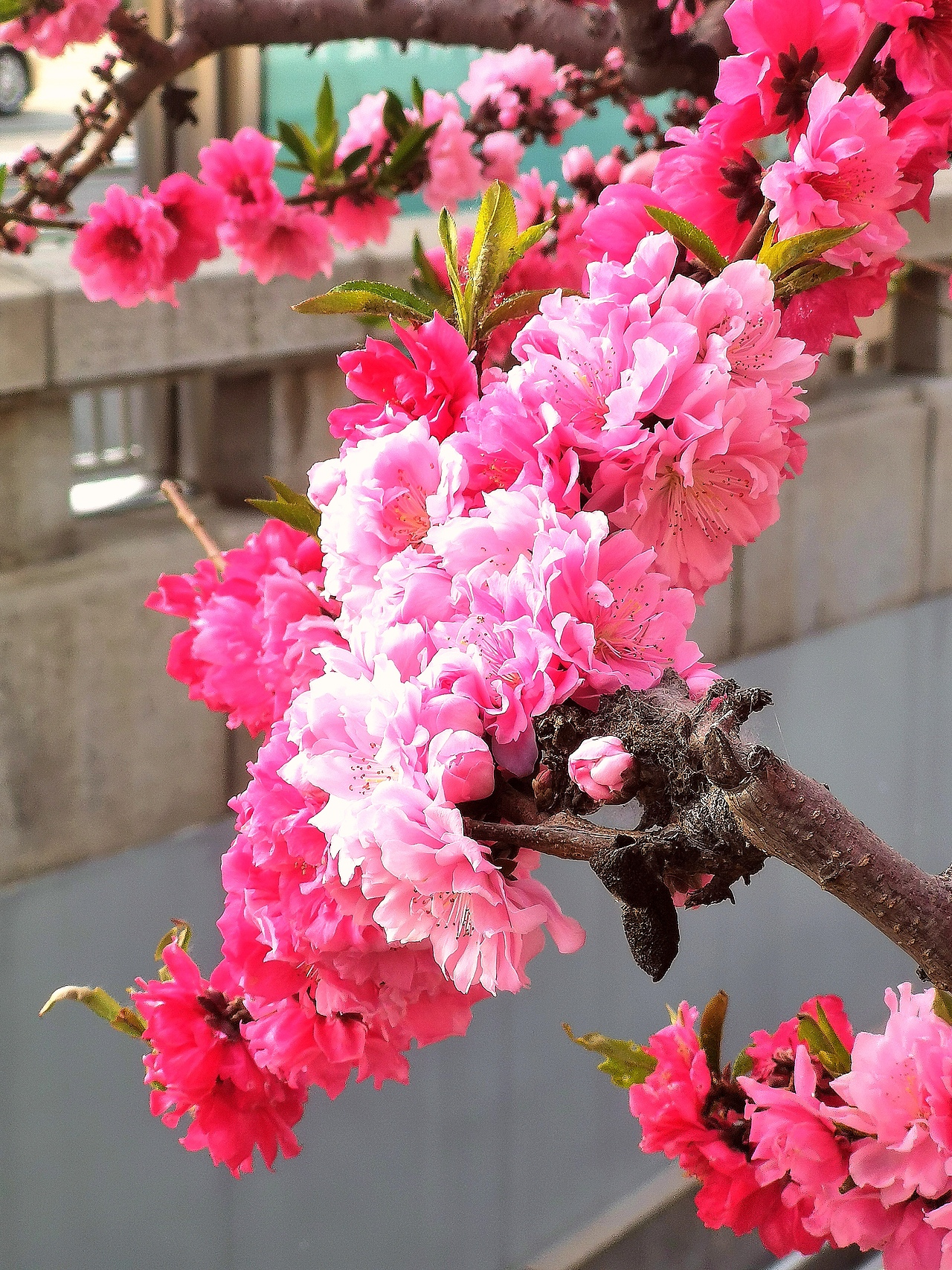 花卉摄影《春》（图ZNDA1NTUyNTky） - 其他摄影 - 站酷设计师华尔兹蓝火原创素材 - 站酷ZCOOL