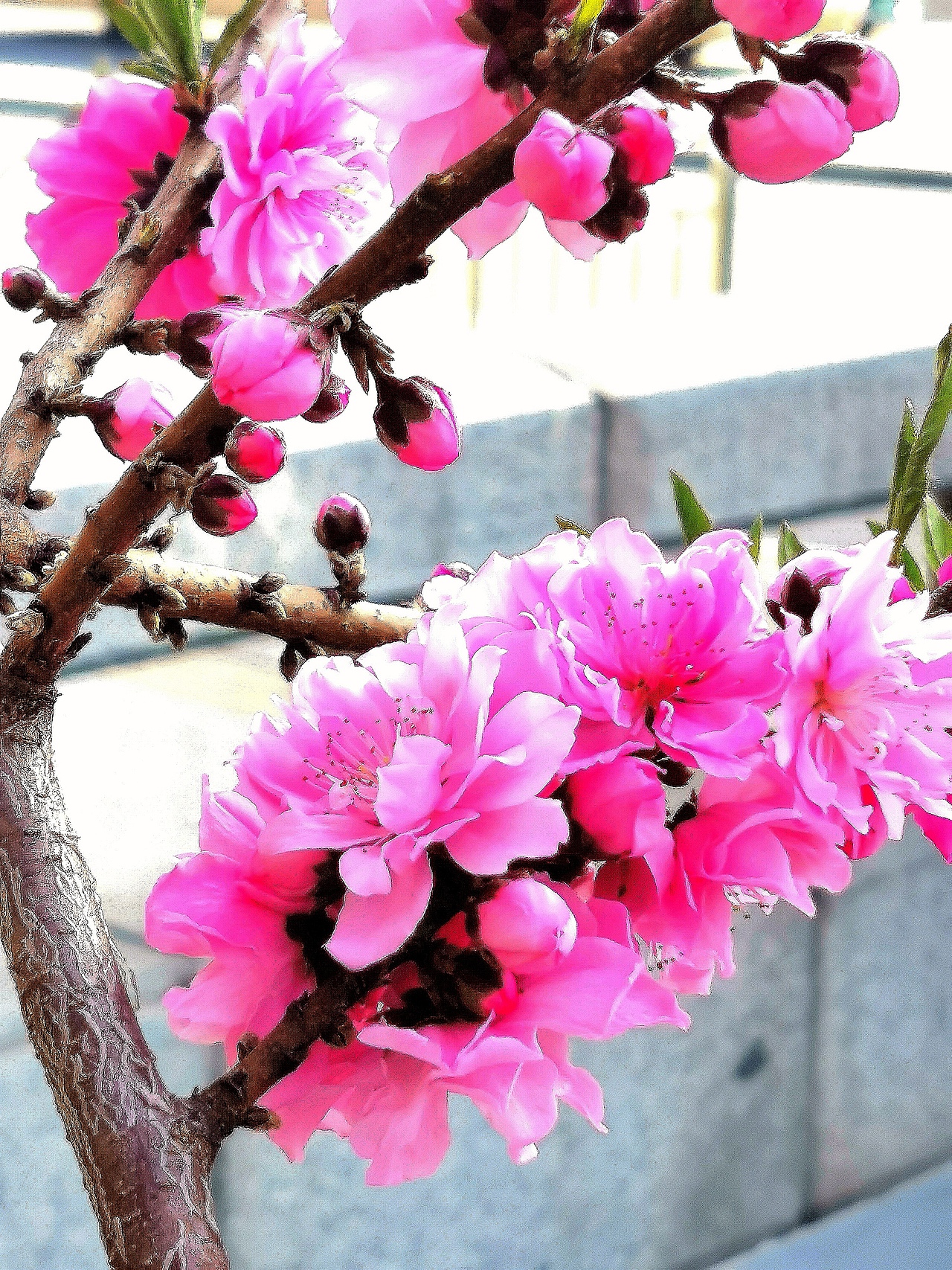 花卉摄影《春》（图ZNDA1NTUyNTg0） - 其他摄影 - 站酷设计师华尔兹蓝火原创素材 - 站酷ZCOOL