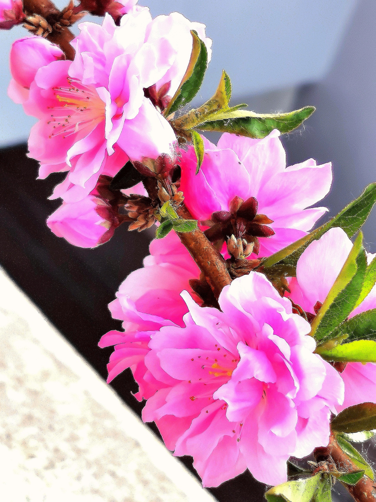 花卉摄影《春》（图ZNDA1NTUyNTg4） - 其他摄影 - 站酷设计师华尔兹蓝火原创素材 - 站酷ZCOOL