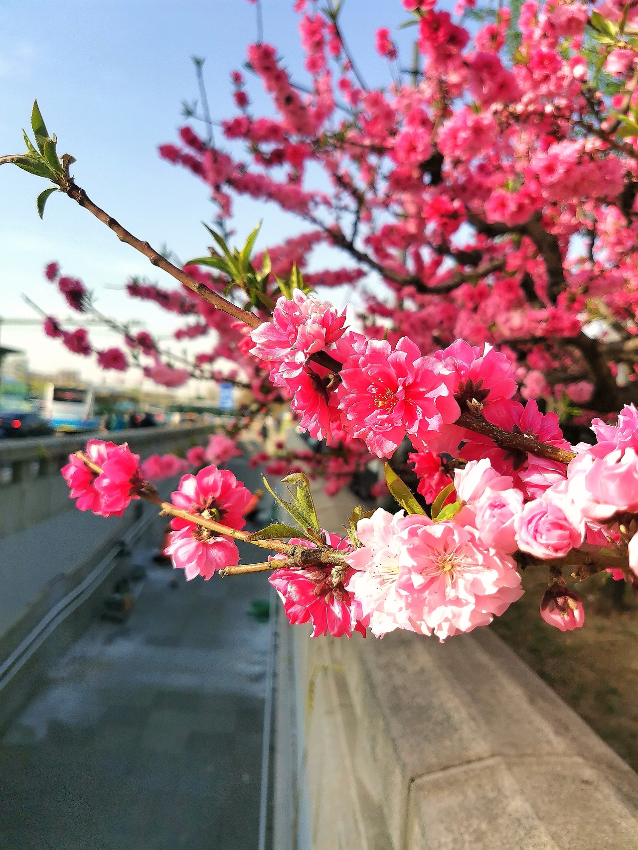 花卉摄影《春》（图ZNDA1NTUyNTY0） - 其他摄影 - 站酷设计师华尔兹蓝火原创素材 - 站酷ZCOOL