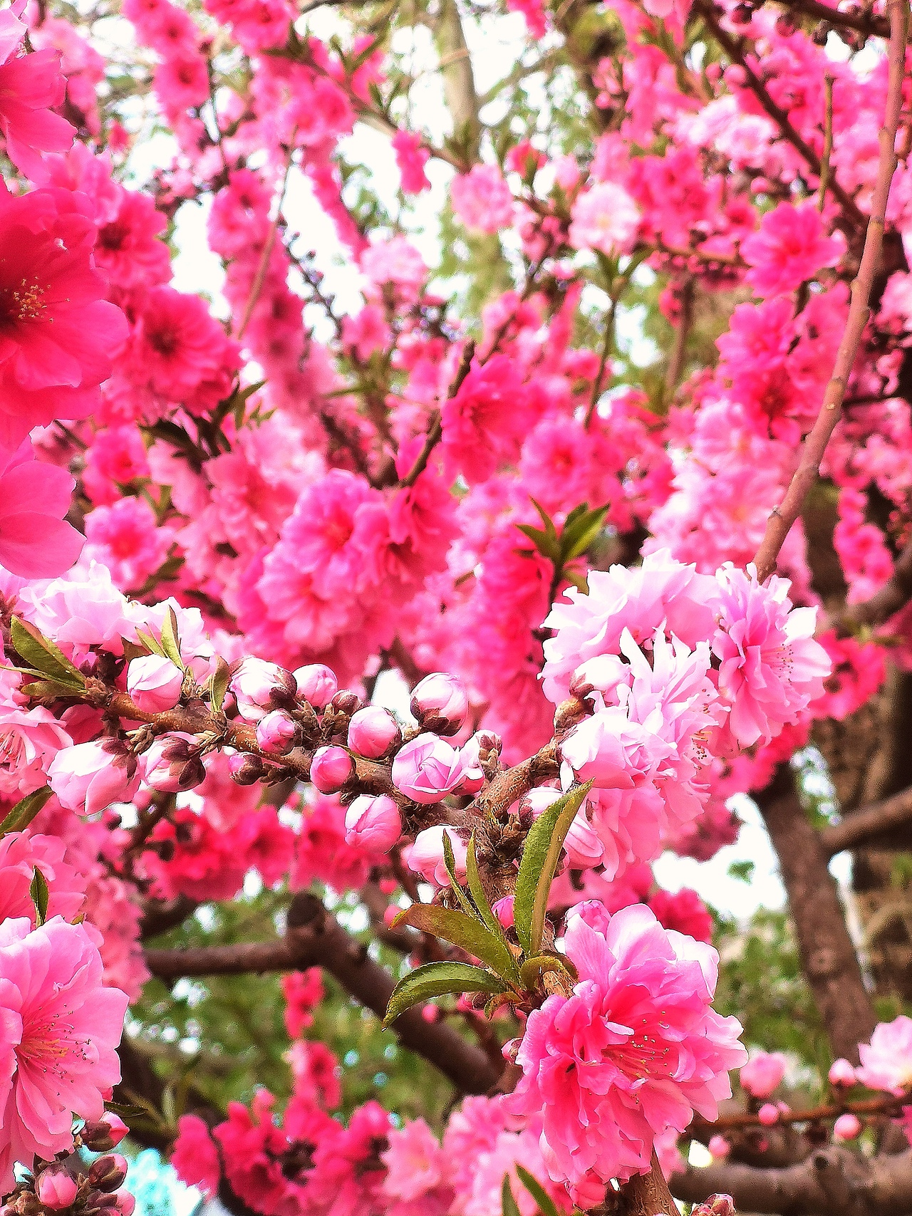 花卉摄影《春》（图ZNDA1NTUyNjAw） - 其他摄影 - 站酷设计师华尔兹蓝火原创素材 - 站酷ZCOOL