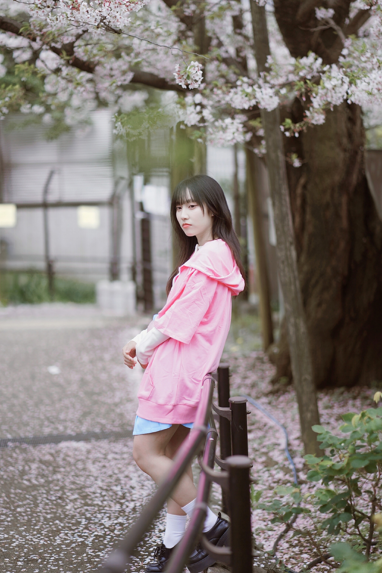 樱花下の日系（图ZNDA1NTU4NDEy） - 人像摄影 - 站酷设计师Limo_小野原创素材 - 站酷ZCOOL