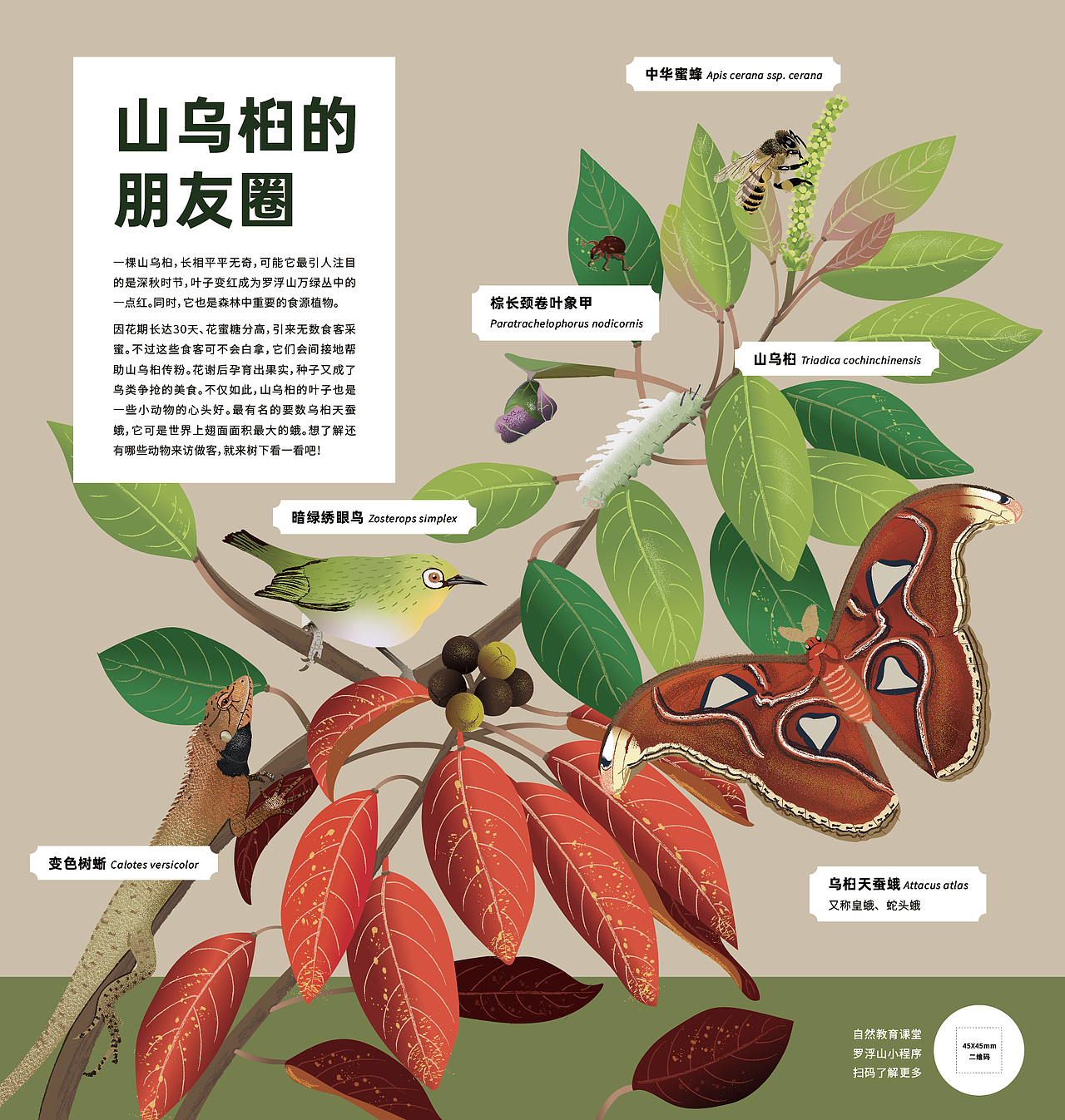惠州市罗浮山紫云路步道自然科普解说牌设计（图ZNDA1NTU5Njky） - 宣传物料 - 站酷设计师tofu豆腐原创素材 - 站酷ZCOOL