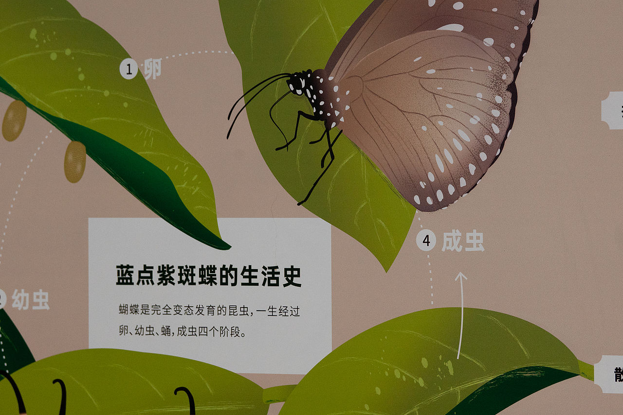 惠州市罗浮山紫云路步道自然科普解说牌设计（图ZNDA1NTU5OTQ0） - 宣传物料 - 站酷设计师tofu豆腐原创素材 - 站酷ZCOOL