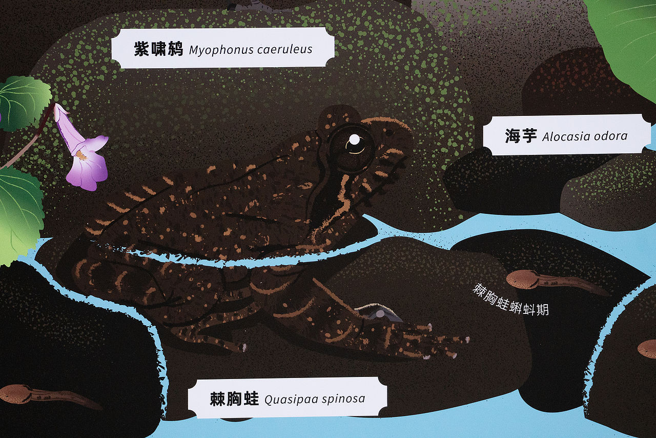 惠州市罗浮山紫云路步道自然科普解说牌设计（图ZNDA1NTU5ODc2） - 宣传物料 - 站酷设计师tofu豆腐原创素材 - 站酷ZCOOL