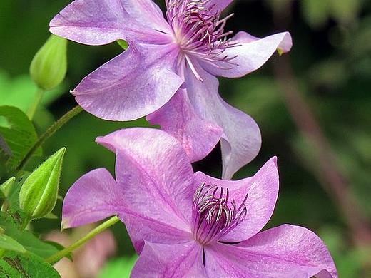 铁线莲纪事：紫雾浮光处，藤影自生凉