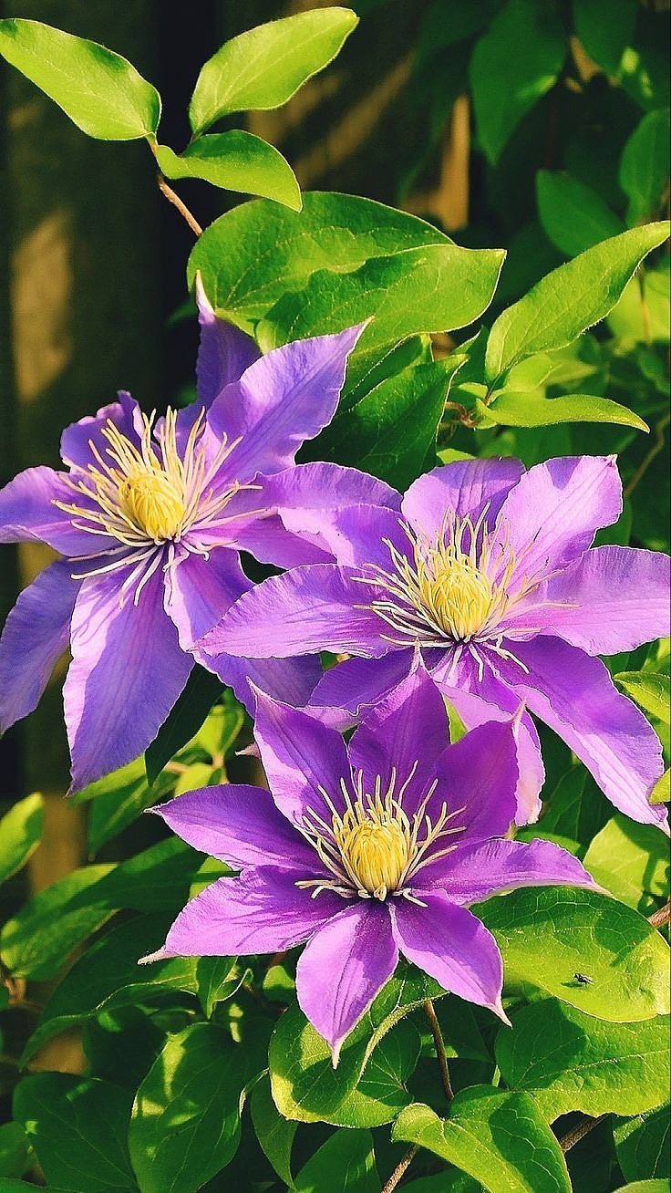 铁线莲纪事：紫雾浮光处，藤影自生凉（图ZNDA1NTYwNTg4） - 风光摄影 - 站酷设计师一小迷糊一原创素材 - 站酷ZCOOL