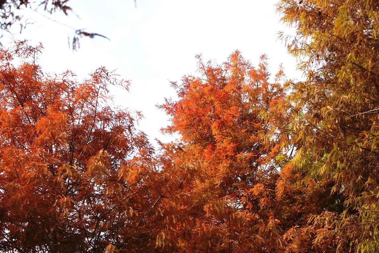 風(fēng)景/拍攝（圖ZNDA1NTYxNjE2） - 風(fēng)光攝影 - 站酷設(shè)計(jì)師只因你太美了原創(chuàng)素材 - 站酷ZCOOL