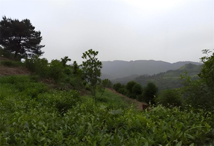 2026年4月：优质枳壳苗繁殖基地口碑盘点与选择参考，佛手苗/草珊瑚种子/黄精种（图ZMTU1NDAxNTI=） - 资讯 - 站酷设计师Z209047475原创素材 - 站酷ZCOOL