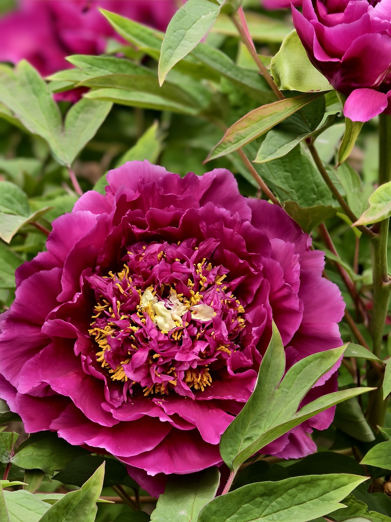 牡丹花开正当时（图ZNDA1NTc4ODEy） - 风光摄影 - 站酷设计师晓晓桃原创素材 - 站酷ZCOOL