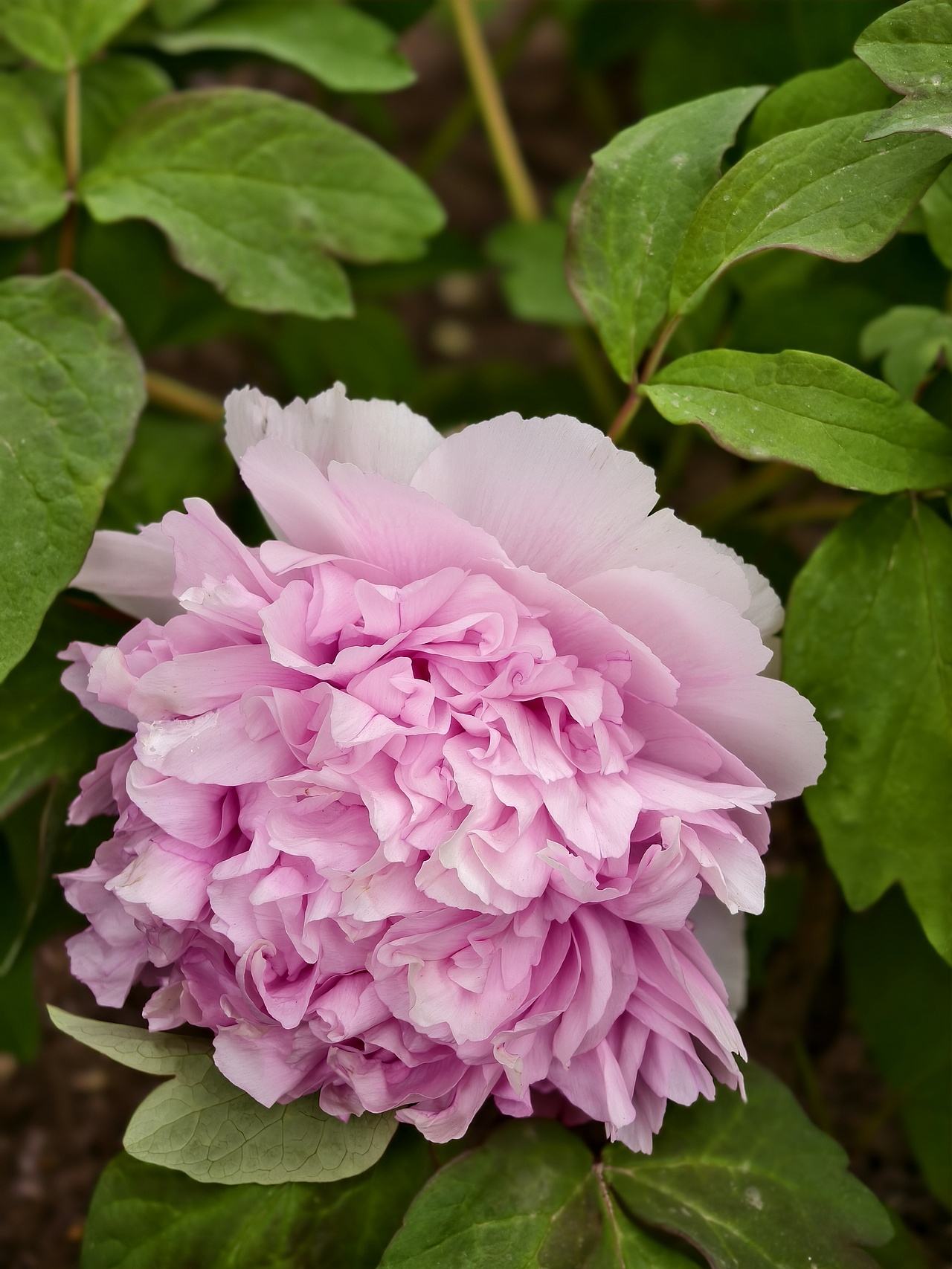 牡丹花开正当时（图ZNDA1NTc4Nzky） - 风光摄影 - 站酷设计师晓晓桃原创素材 - 站酷ZCOOL