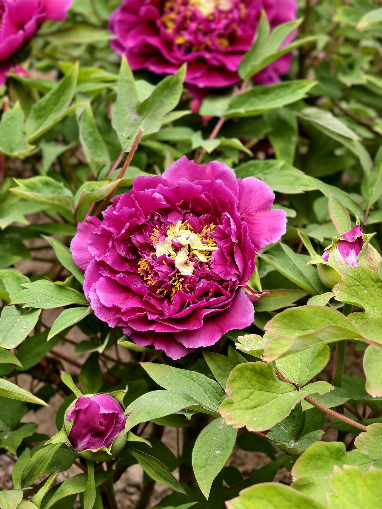 牡丹花开正当时（图ZNDA1NTc4ODA0） - 风光摄影 - 站酷设计师晓晓桃原创素材 - 站酷ZCOOL