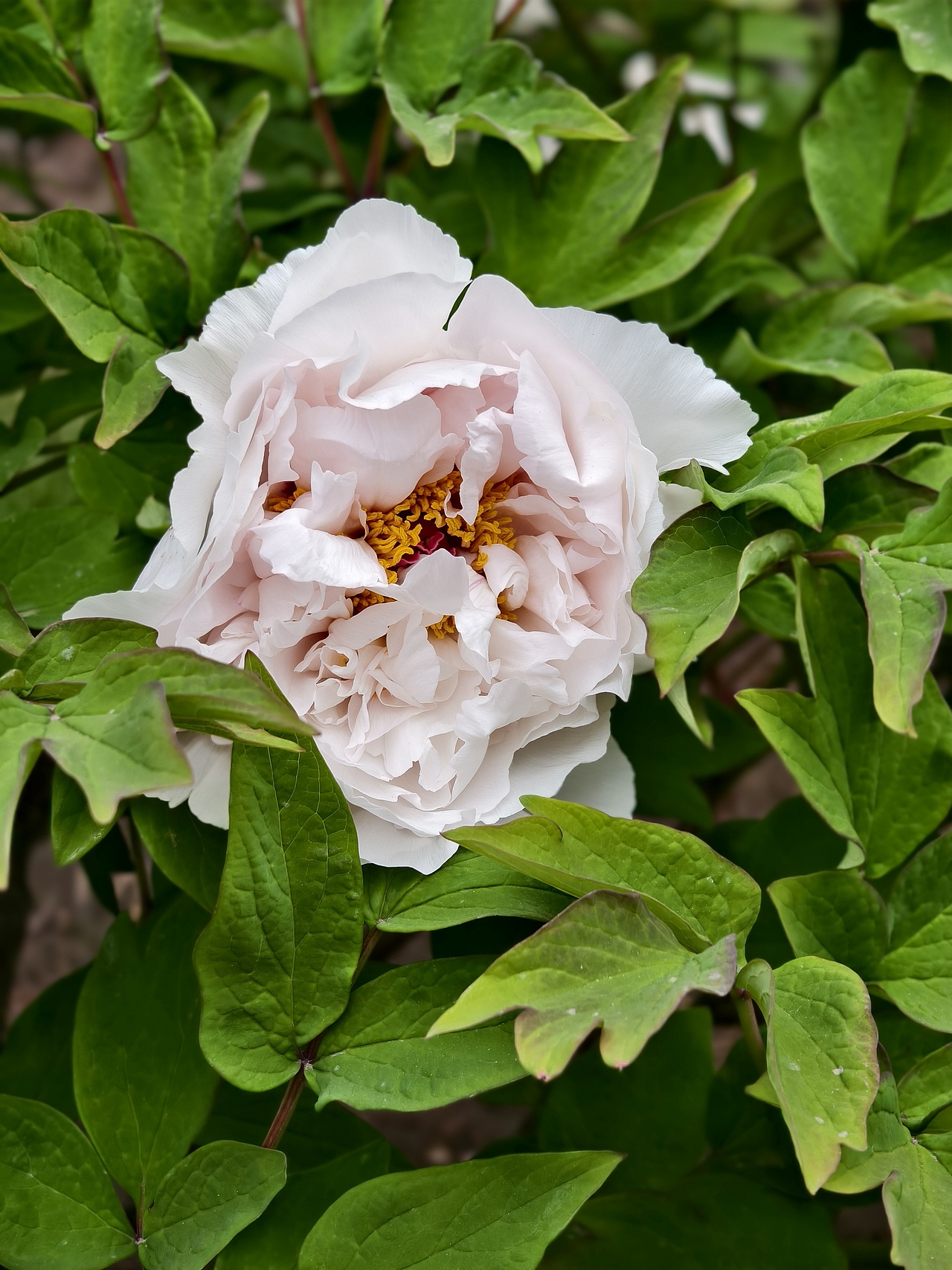 牡丹花开正当时（图ZNDA1NTc4ODI4） - 风光摄影 - 站酷设计师晓晓桃原创素材 - 站酷ZCOOL