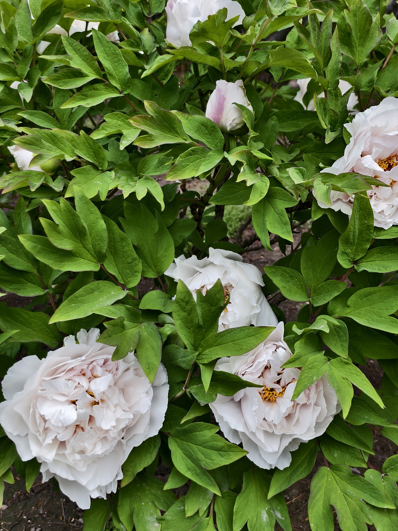 牡丹花开正当时（图ZNDA1NTc4ODQw） - 风光摄影 - 站酷设计师晓晓桃原创素材 - 站酷ZCOOL